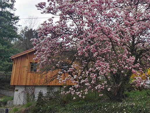 Le cabinet de la thérapeute Heidi Delforge à Munster